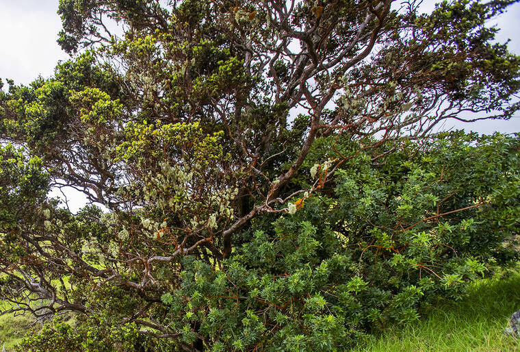 Nonnative invasives poised to dominate Hawaii forests