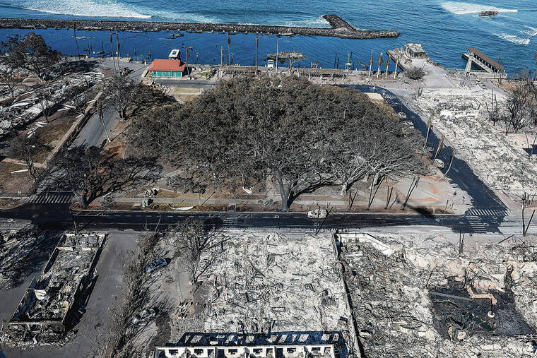 LOS ANGELES TIMES
                                Lahaina’s iconic, massive banyan tree, which provides shade to nearly two-thirds of an acre, remained standing Friday but still faces an uncertain future.