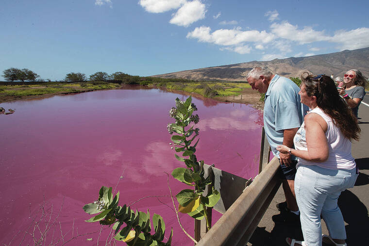 Maui's pink pond may have a different cause, researchers say