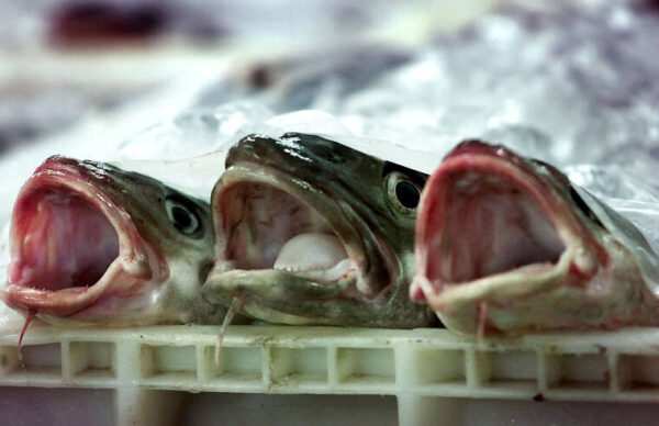 Canada reopens cod fishery after 32-year pause