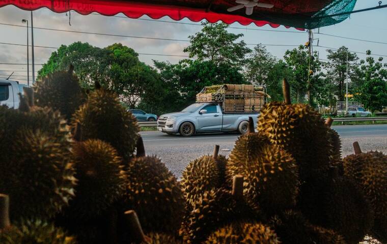 中国对榴莲的渴求为东南亚带来了财富 | 檀香山星广报