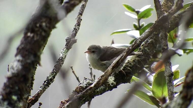 Kauai’s akikiki forest birds considered ‘functionally extinct ...