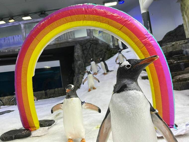 Gay penguin Sphen dies in Sydney and leaves behind partner Magic