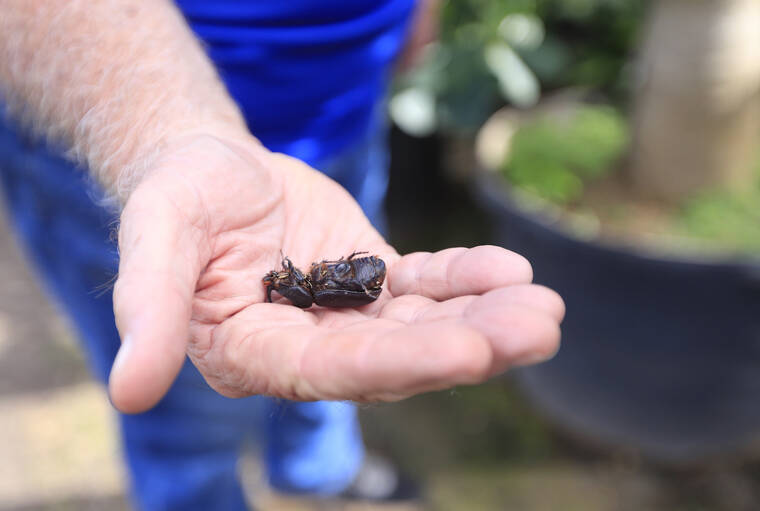 Editorial: Inaction has made coconut rhinoceros beetles a dire threat