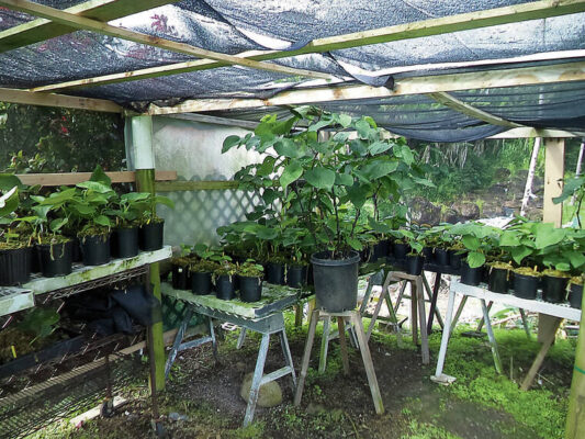 State awards $70K specialty crop grant to nonprofit Malama Sanctuary