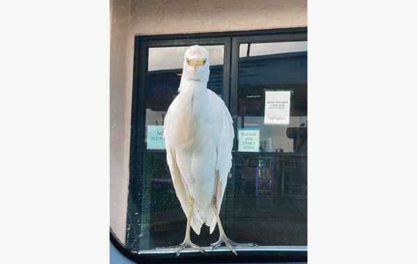 Rearview Mirror: Lighthearted column of yo-yos, kimchi, egrets