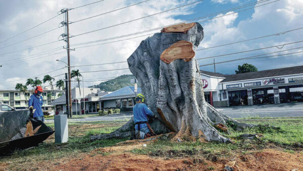 Kokua Line: Why was huge tree by Longs Moiliili cut down?