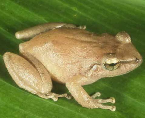 DLNR to deploy drones to eradicate coqui frogs at Kuliouou