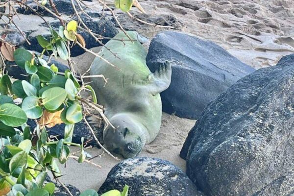 Monk seal on Maui taken to hospital for emergency care