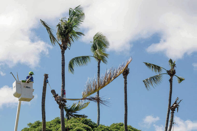 City removing palms infested by coconut rhinoceros beetles | Honolulu Star-Advertiser