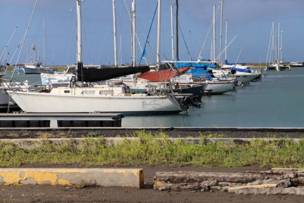 Hawaii DLNR investigating ‘cruel’ cat killings at Keehi harbor