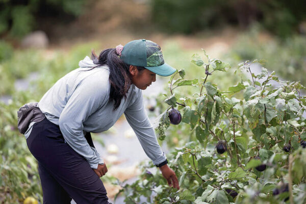 Nonprofit farm receives land in Makaha Valley