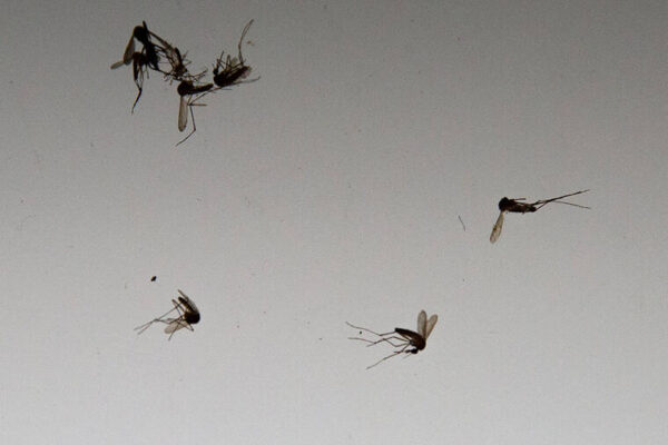 Hawaii reports 14th travel-related case of dengue this year