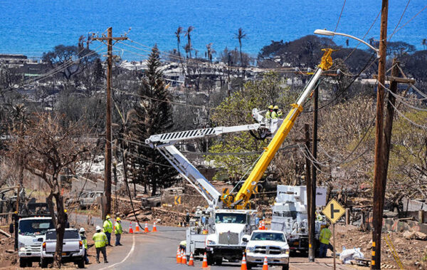 Settlement reached on issue of birds and Maui power lines