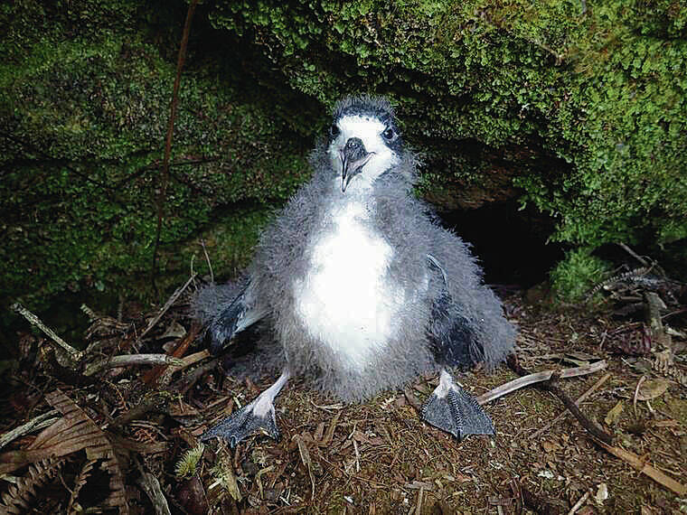 Suit filed against Maui County over lights, endangered seabirds