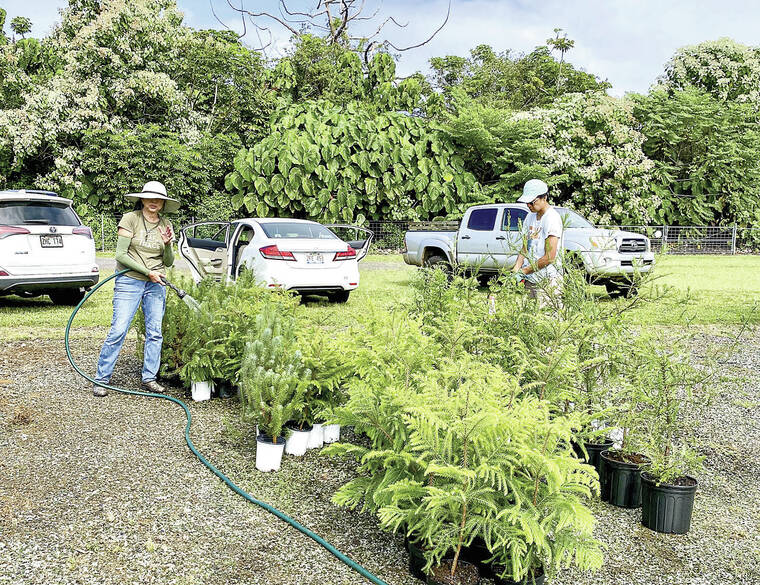 Big Island-grown Christmas tree project nears its close