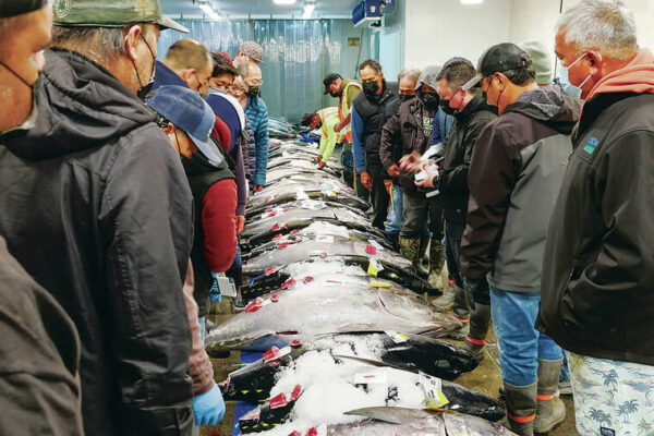 Ahi prices surge for New Year’s