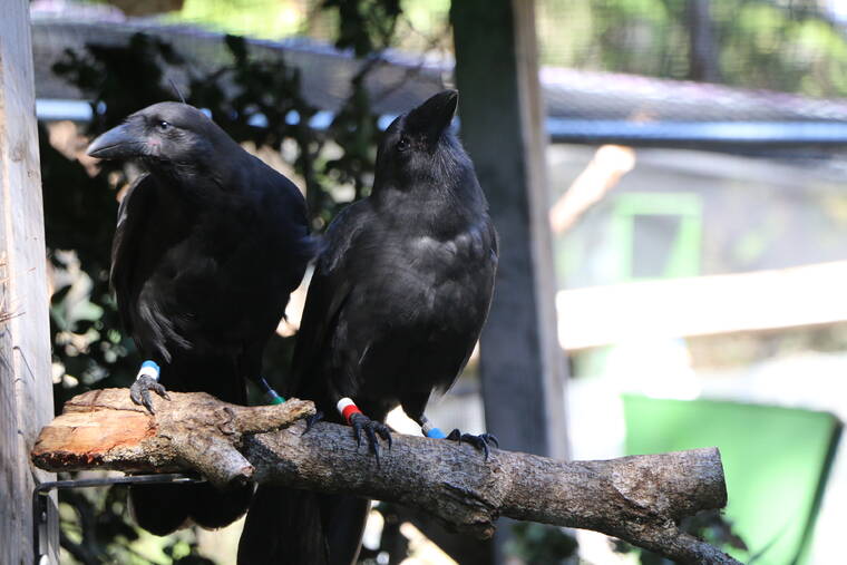 First captive-bred Hawaiian crows released into Maui forest | Honolulu Star-Advertiser