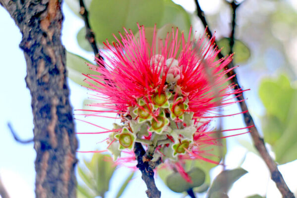 Rapid ohia death found on 3 trees at Maui elementary school