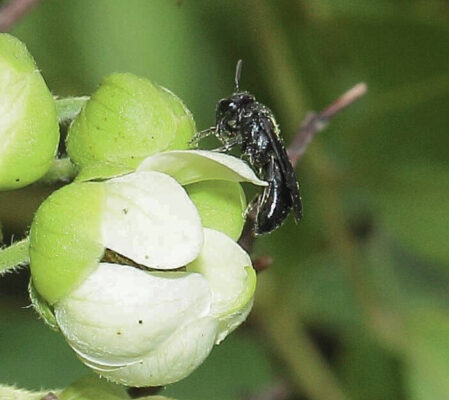 New species of native bee discovered on Molokai