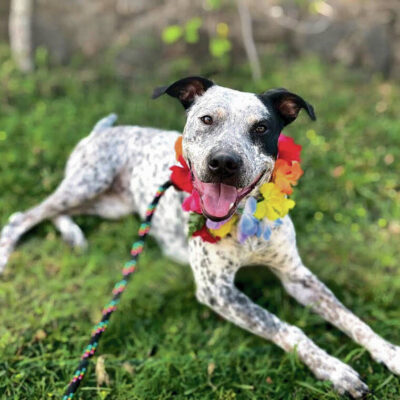 Maui Humane Society loses 3 workers due to cuts in federal funding