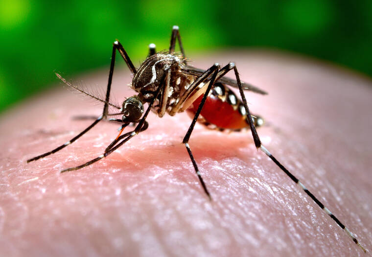 Off the news: Dengue fever detected on Maui